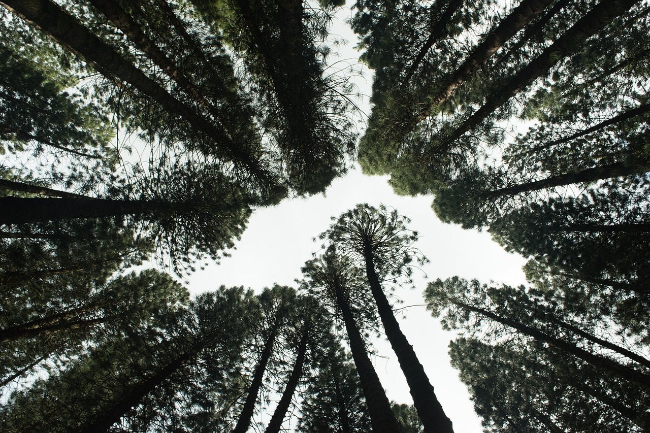 Apuesta por la reforestación. (Foto: Pixabay)