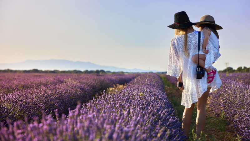 Campos de lavanda en Brihuega. Turismo de Castilla-La Mancha | David Blázquez