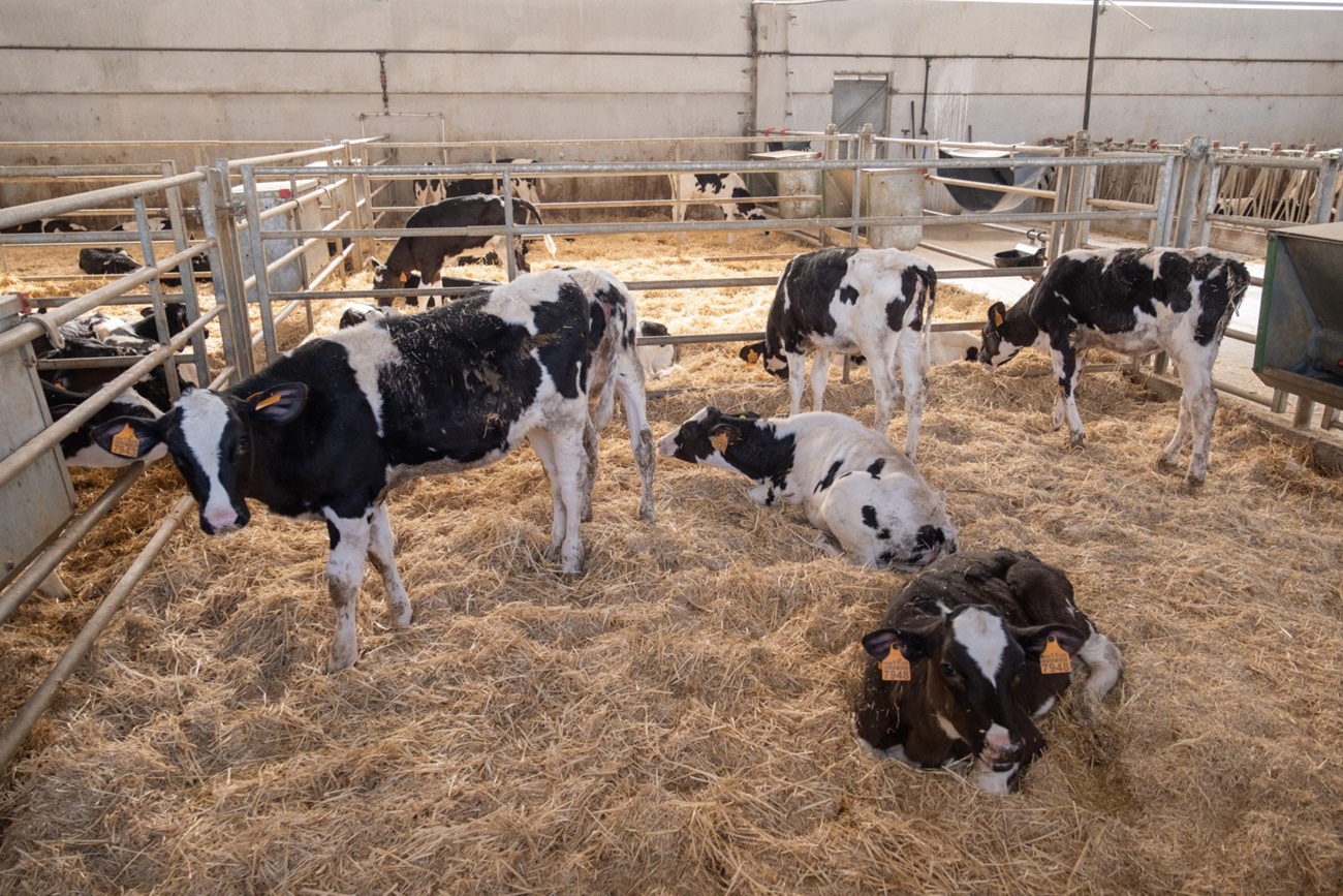 Una granja de vacas. (Foto: Xunta de Galicia)