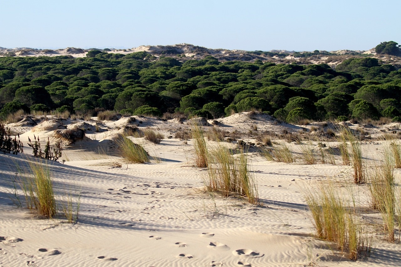Parque Nacional de Doñana. (Foto: Pixabay)