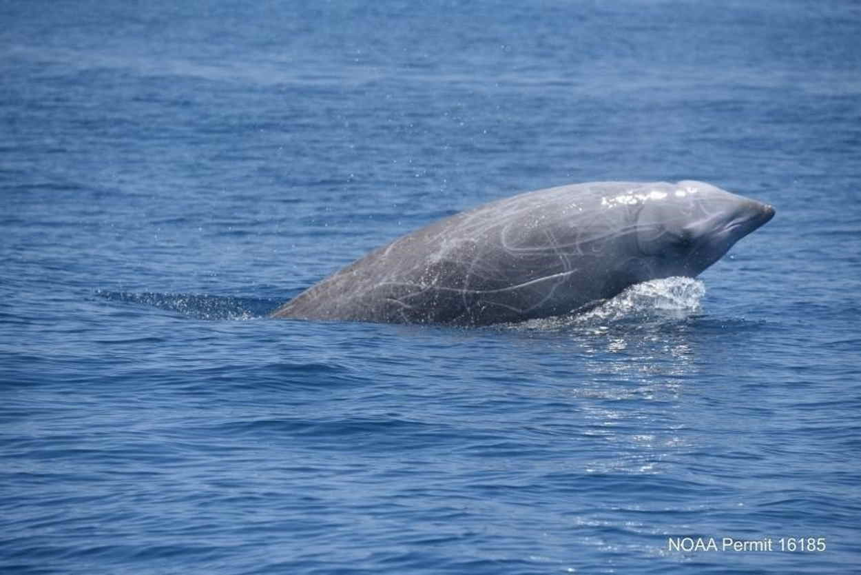 Un ejemplar de la ballena picuda de Cuvier. EP