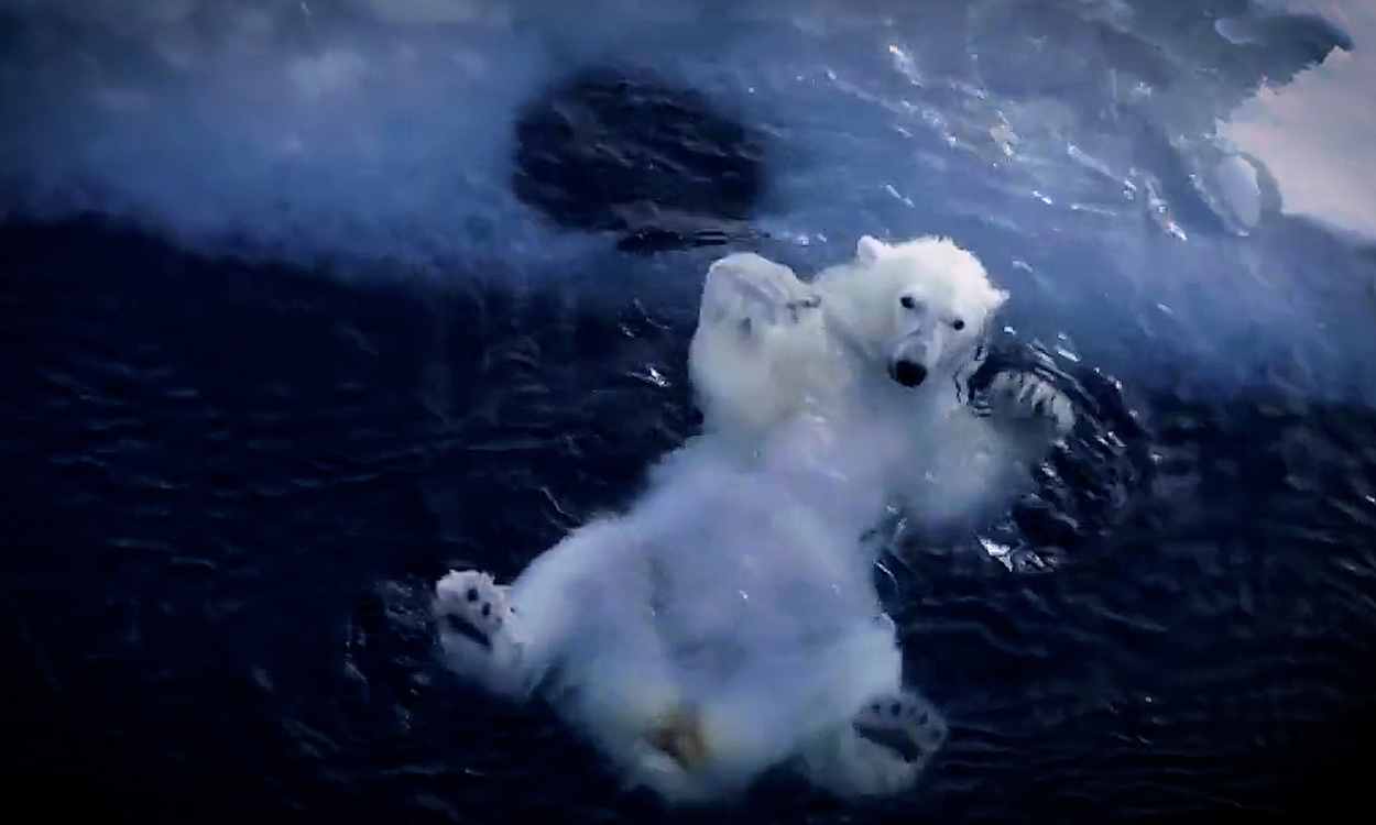 Un oso polar es captado jugando en las aguas del Ártico