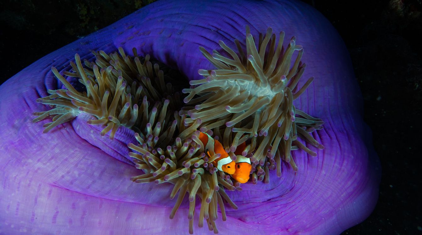 Dos peces payasos se refugian en la anémona que les hace de huésped en Tubbataha. Tubbataha, Filipinas. © Jennifer Hayes  National Geographic