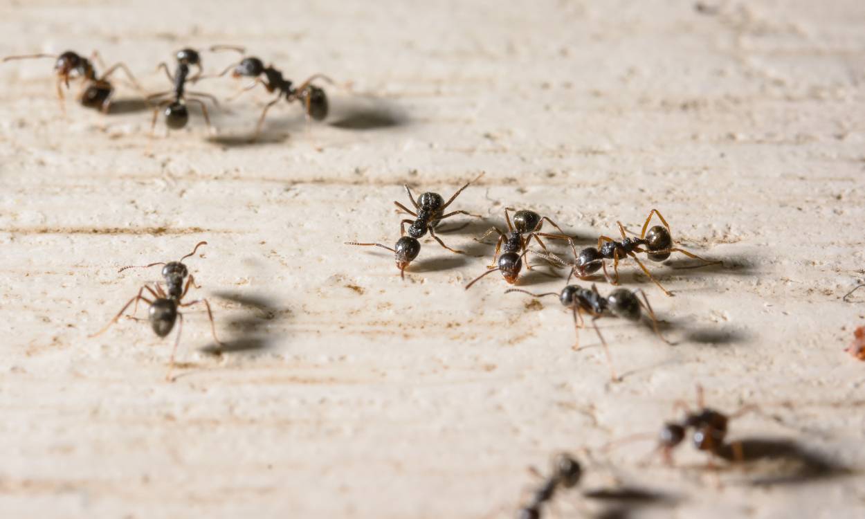 Un trazo de tiza impide que las hormigas entren en tu casa