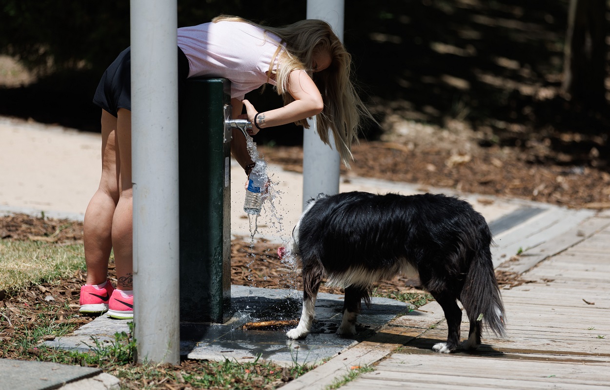 Un perro bebiendo de una fuente. EP