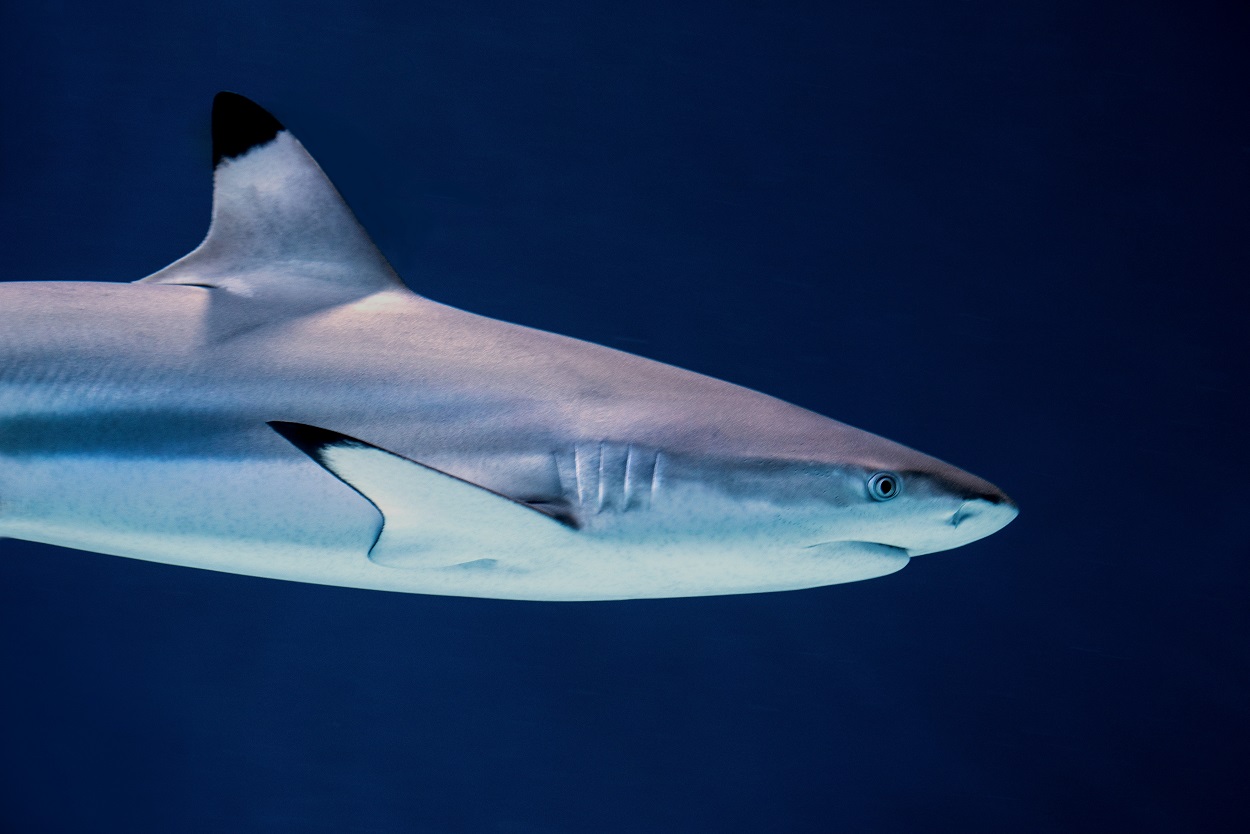 Estos últimos días, la presencia de los tiburones ha alertado a la población. La realidad es que estos avistamientos entran en el rango común de apariciones. David Clode