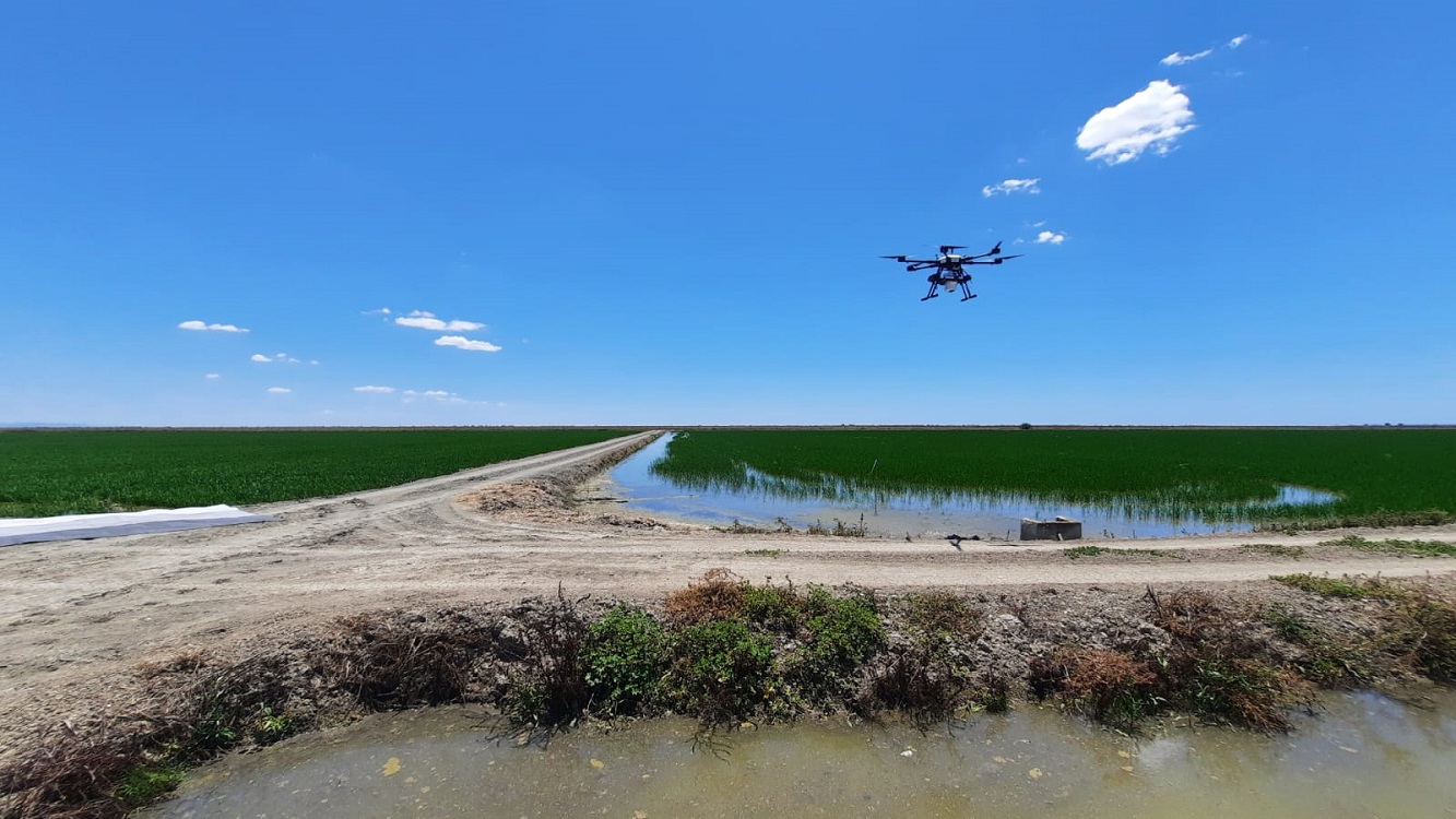 El futuro de la agricultura germina en el Guadalquivir gracias a satélites espaciales.