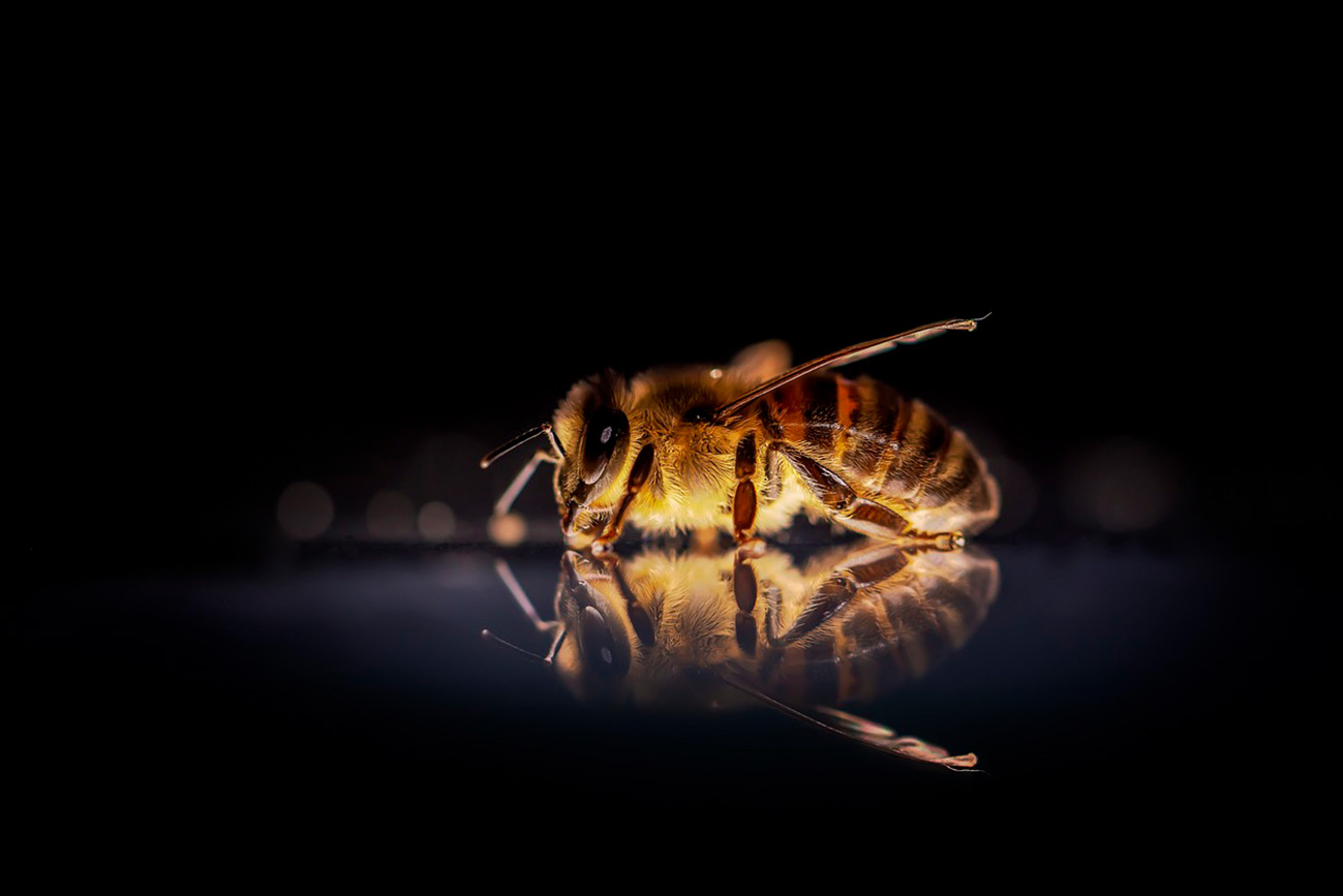 Las abejas son seres casi extraterrestres procedentres de un continente desaparecido