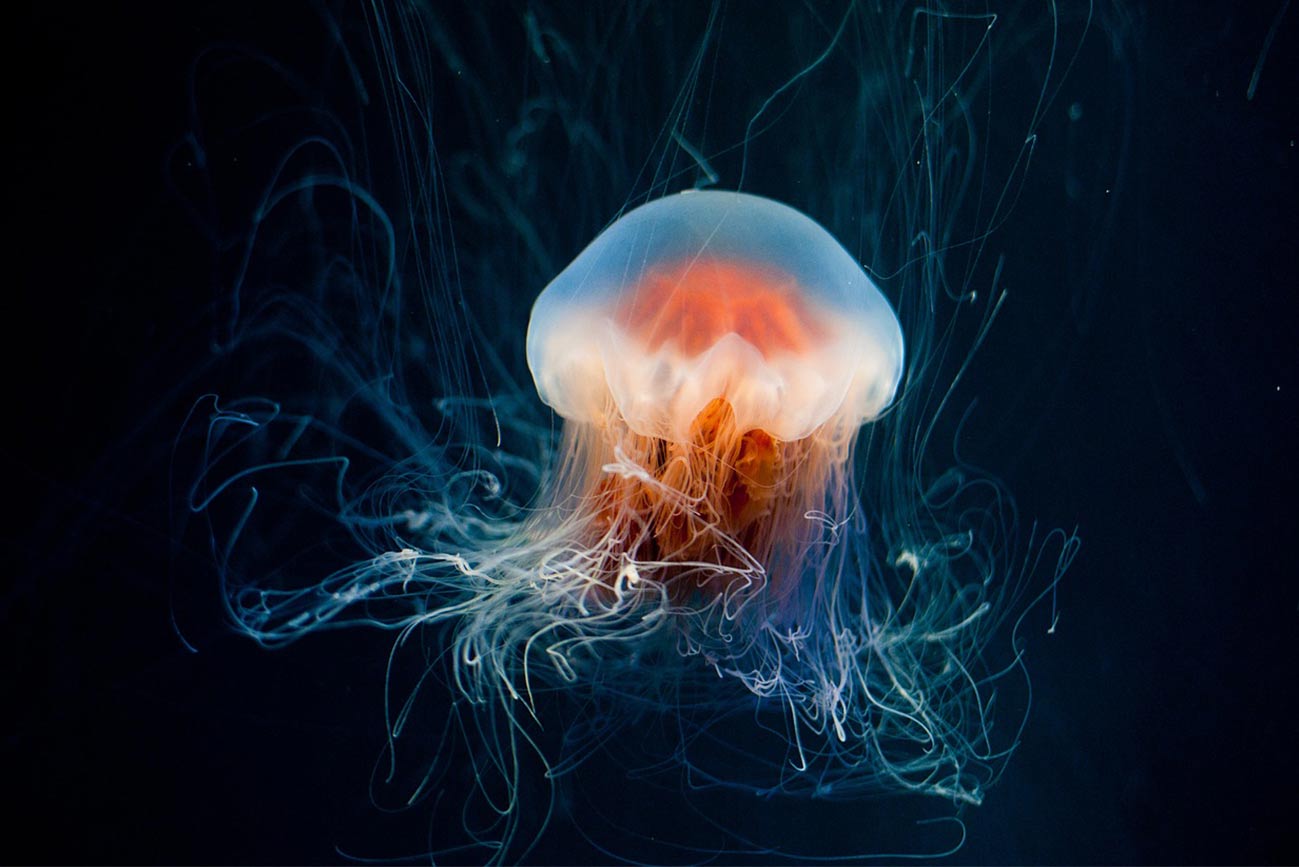 Imagen de una medusa actual por Eddie K en Pixabay