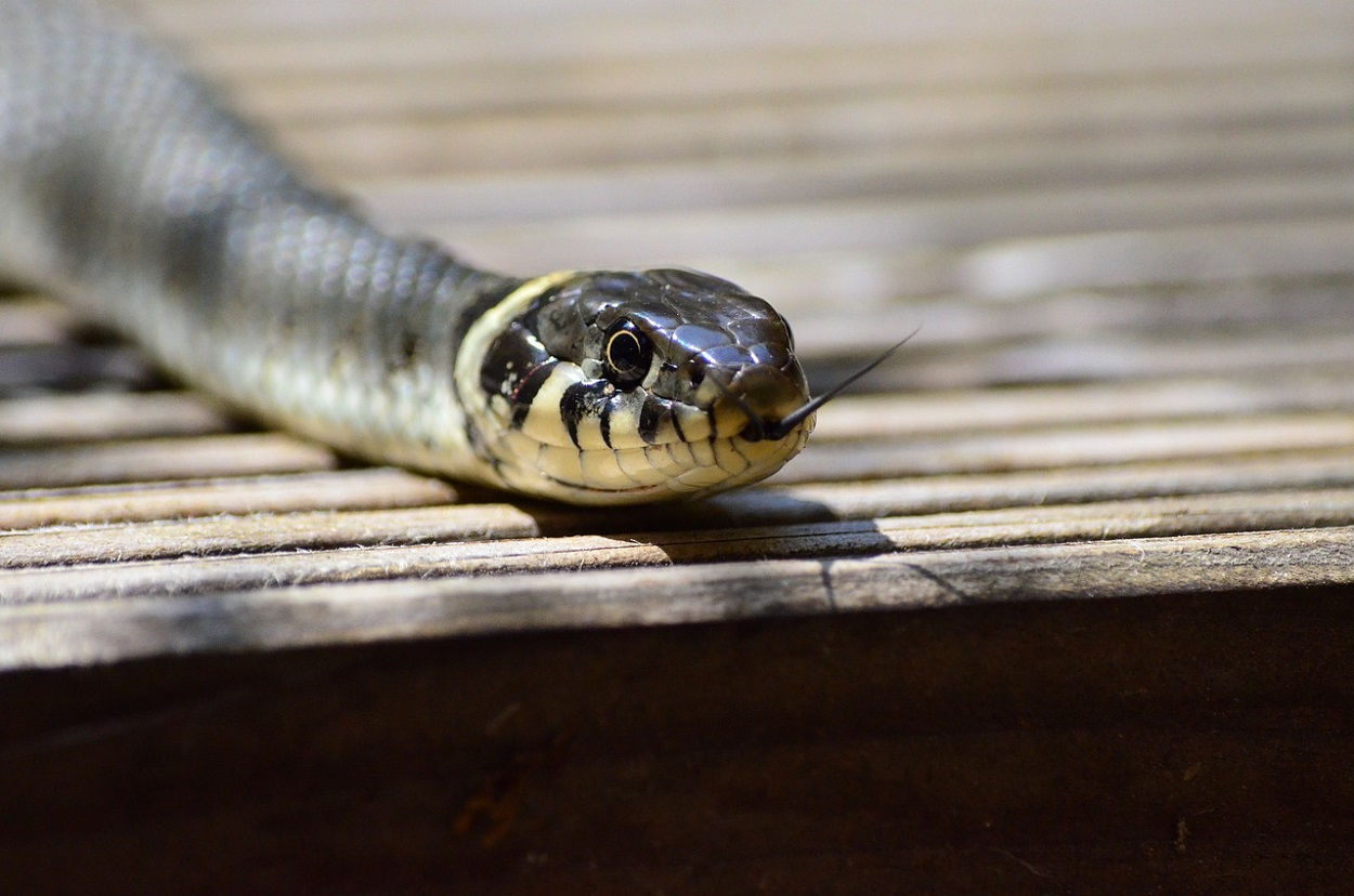 Imagen de recurso de una serpiente. Pixabay