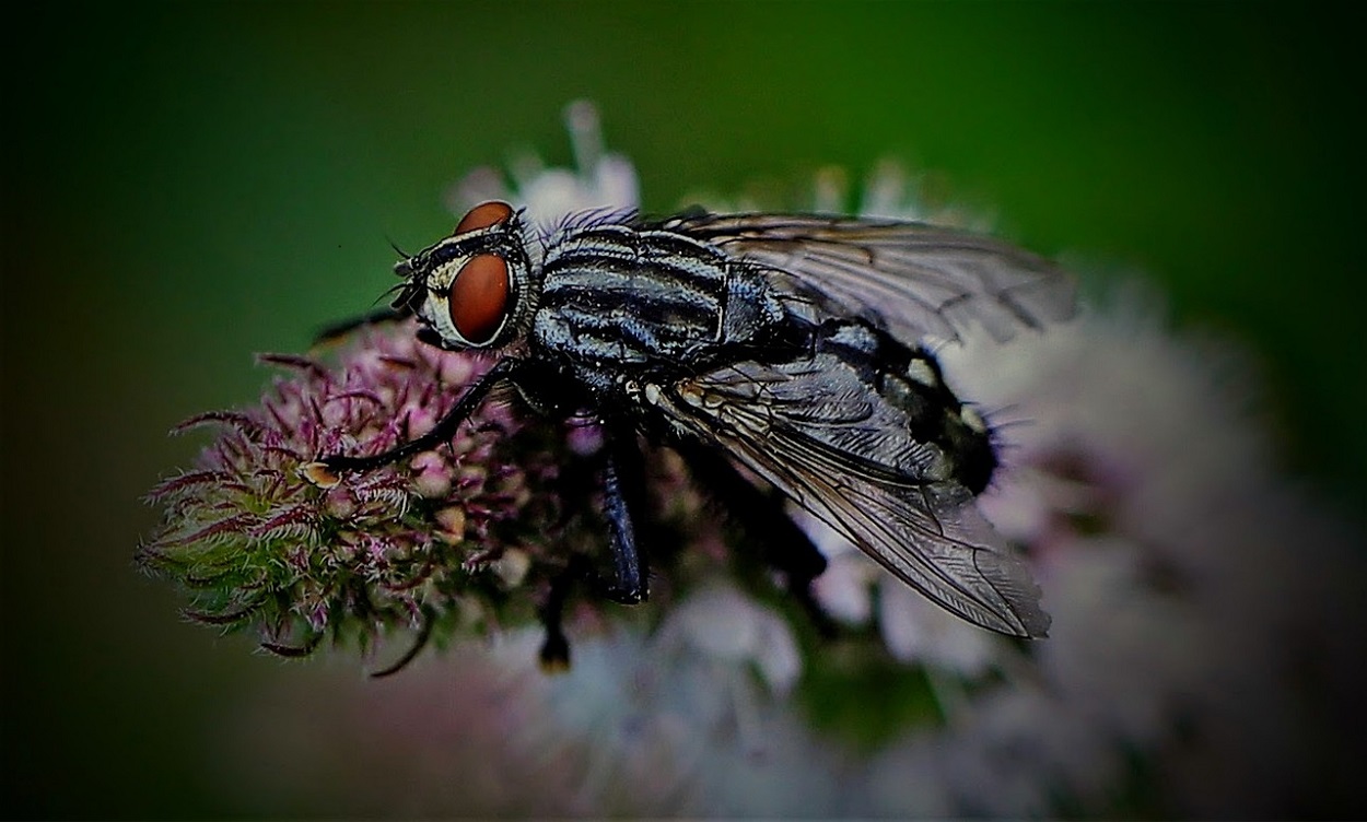 Alerta por la plaga de la mosca negra en España. Pixabay 