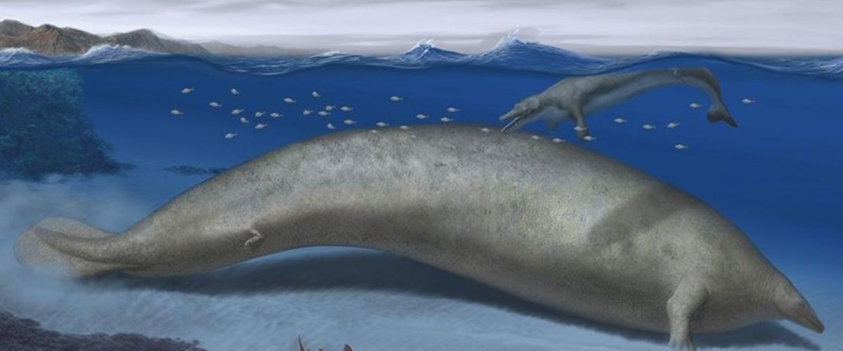 El misterio de la ballena gigante de Perú: ¿Es el animal más pesado que ...