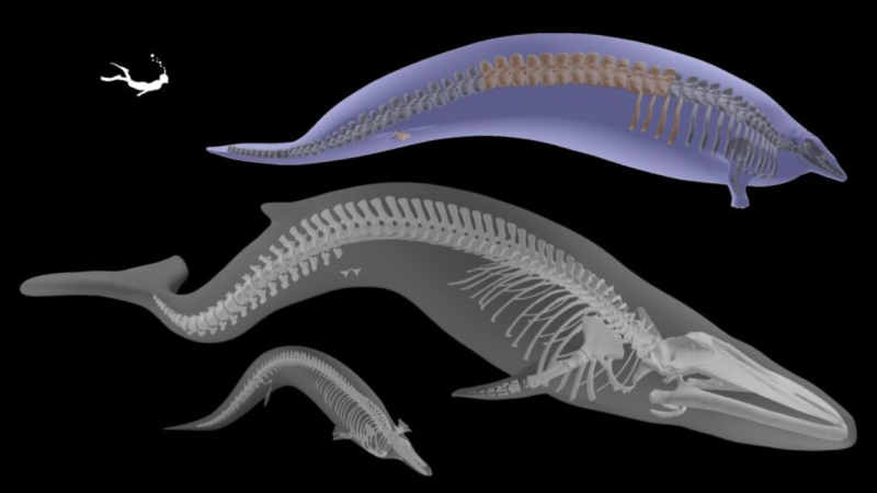Modelo 3D del esqueleto del Perucetus colossus, junto con el de un pariente cercano más pequeño (Cynthiacetus peruvianus) y la ballena azul de Wexford. Créditos Florent Goussard Museo de Historia Natural de Lon