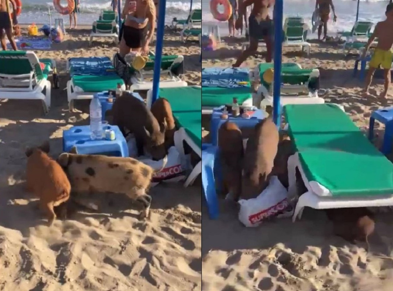 Muchos bañistas se han visto alertados por los jabalíes en las playas. Twitter