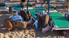 Muchos bañistas se han visto alertados por los jabalíes en las playas. Twitter