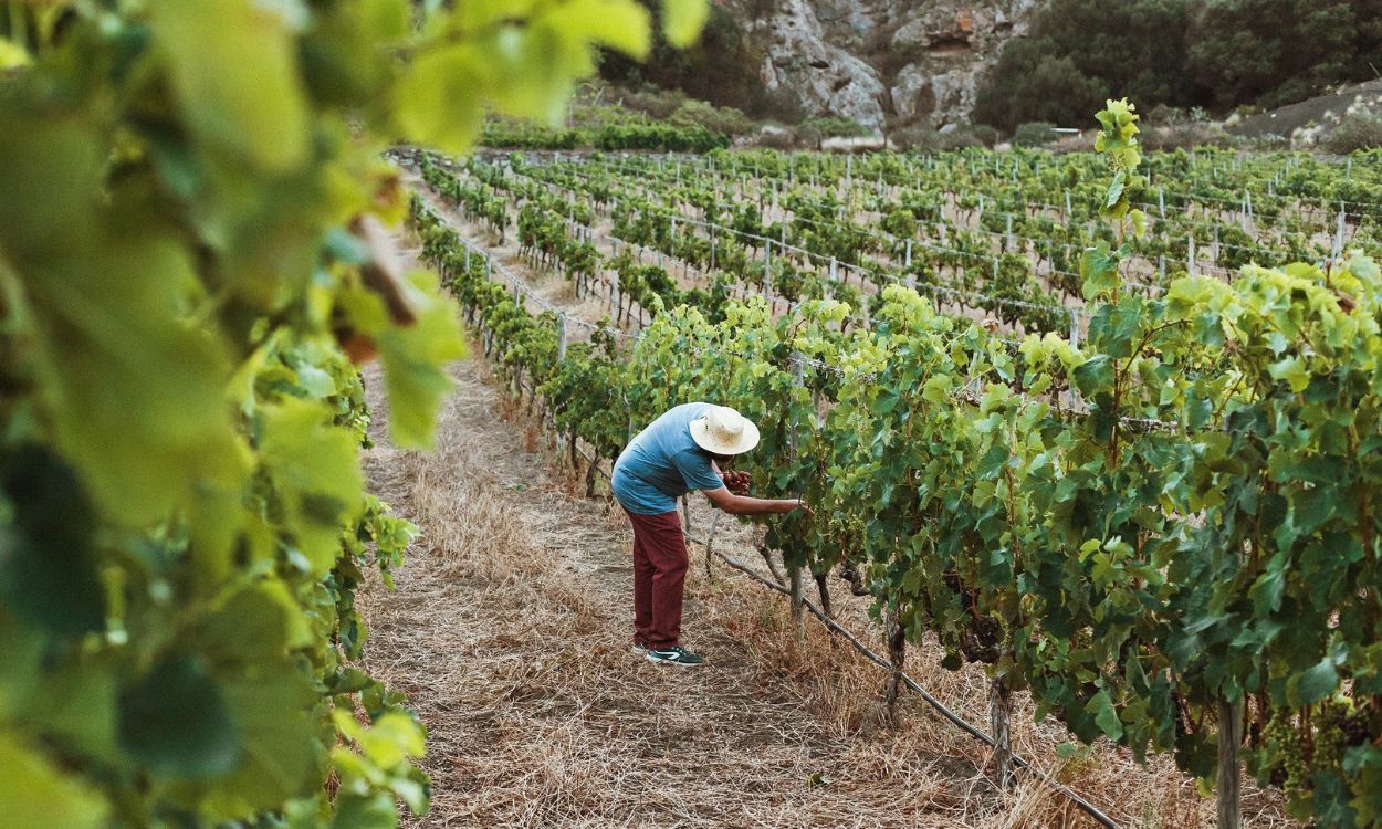 Agricultor en un cultivo de viñedos. EP.