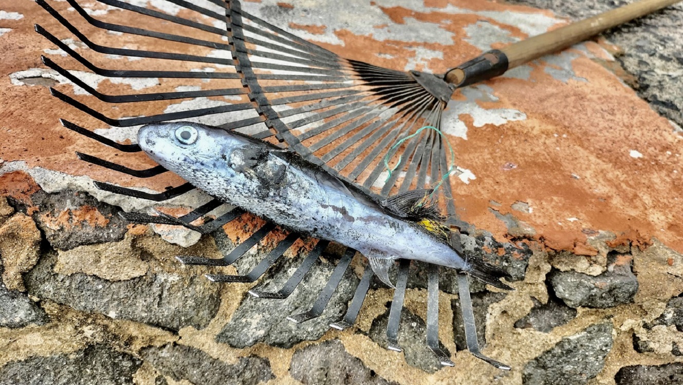 Alerta por la llegada de este pez letal por su toxina. Ayuntamiento de Las Palmas de Gran Canaria
