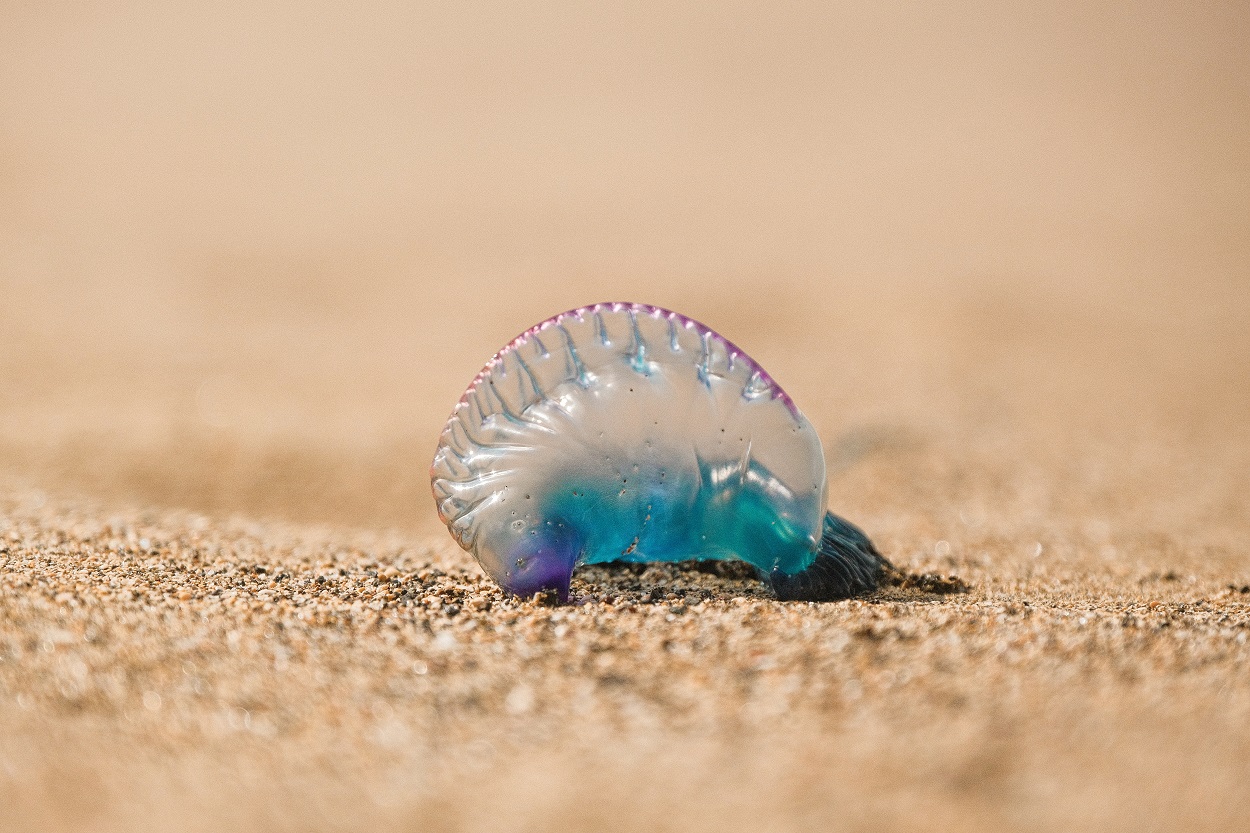 La picadura de las falsas medusas es más peligrosa. Unsplash