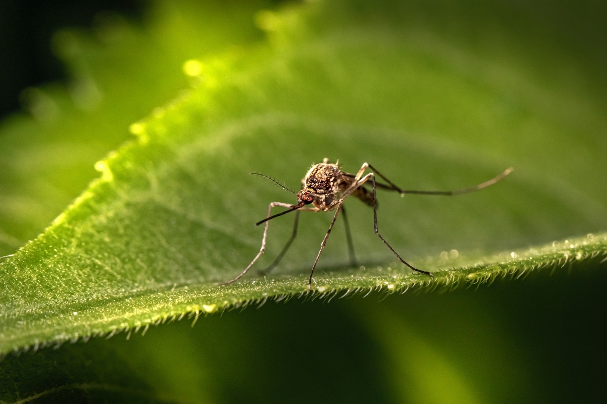 Los primeros ejemplares del mosquito tigre han sido detectado en la localidad pontevedresa de Moaña (Foto: Europa Press/Archivo).