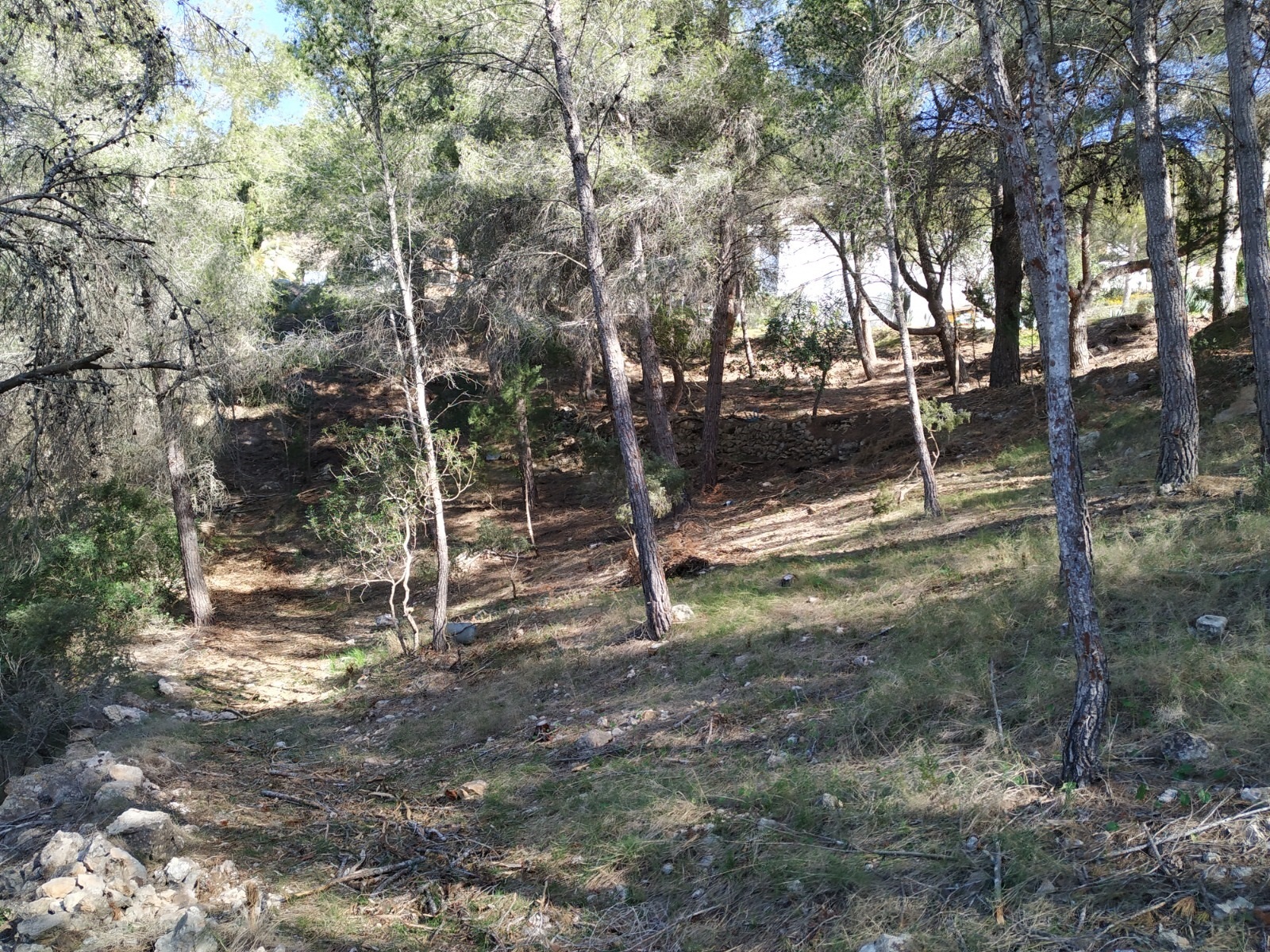 Un bosque mediterráneo en Ibiza.