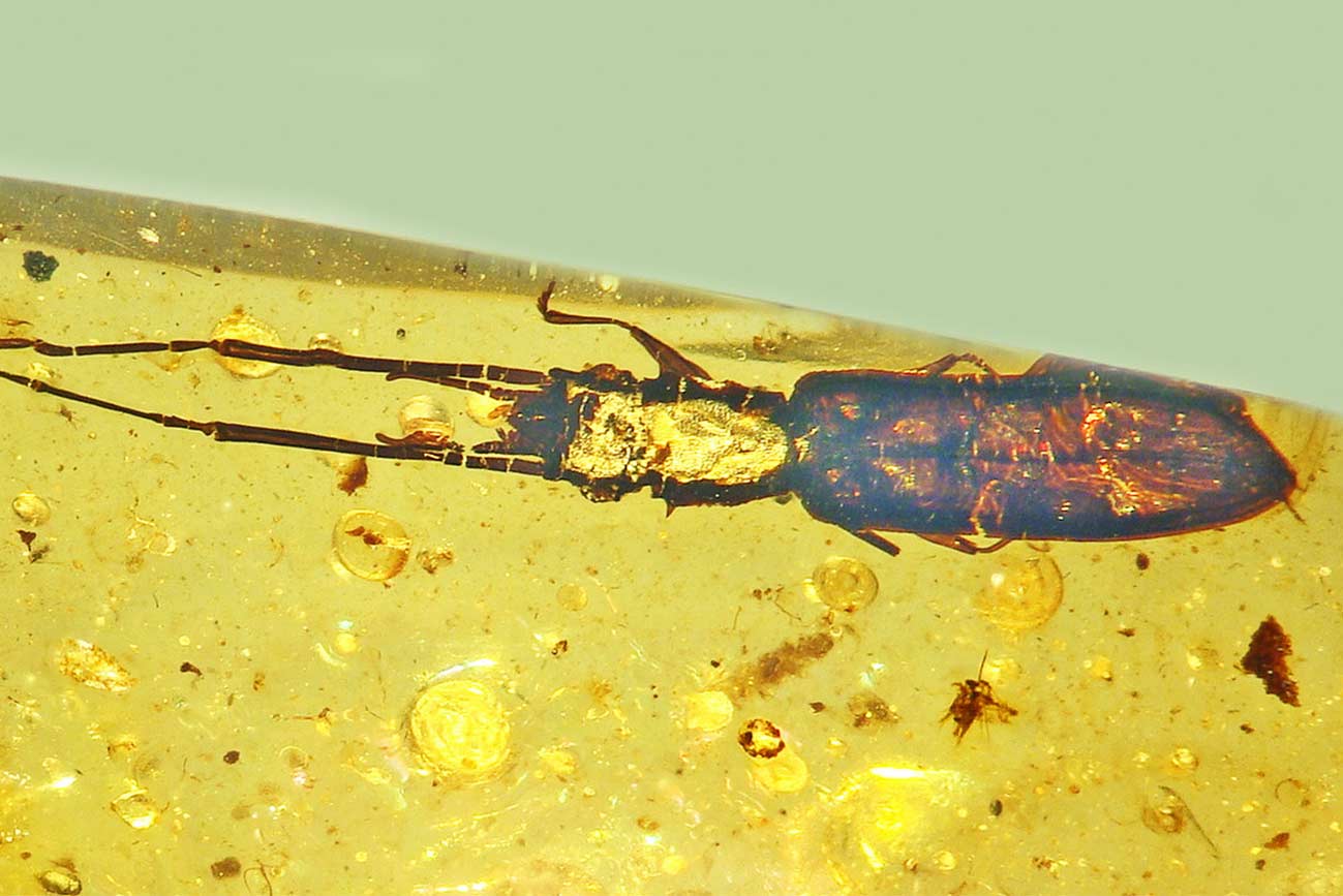 El nuevo escarabajo de corteza plana silvano Protoliota paleus descrito por la Facultad de Ciencias de OSU.