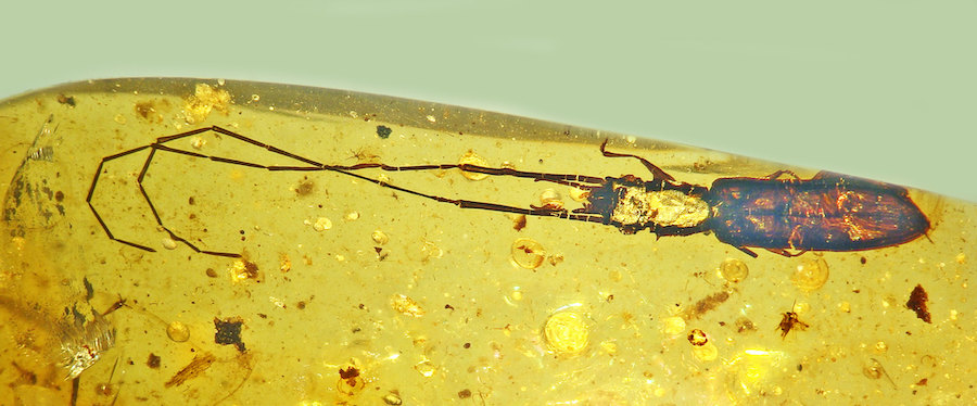 nuevo escarabajo de corteza plana silvano Protoliota paleus  ©Facultad de Ciencias de OSU.