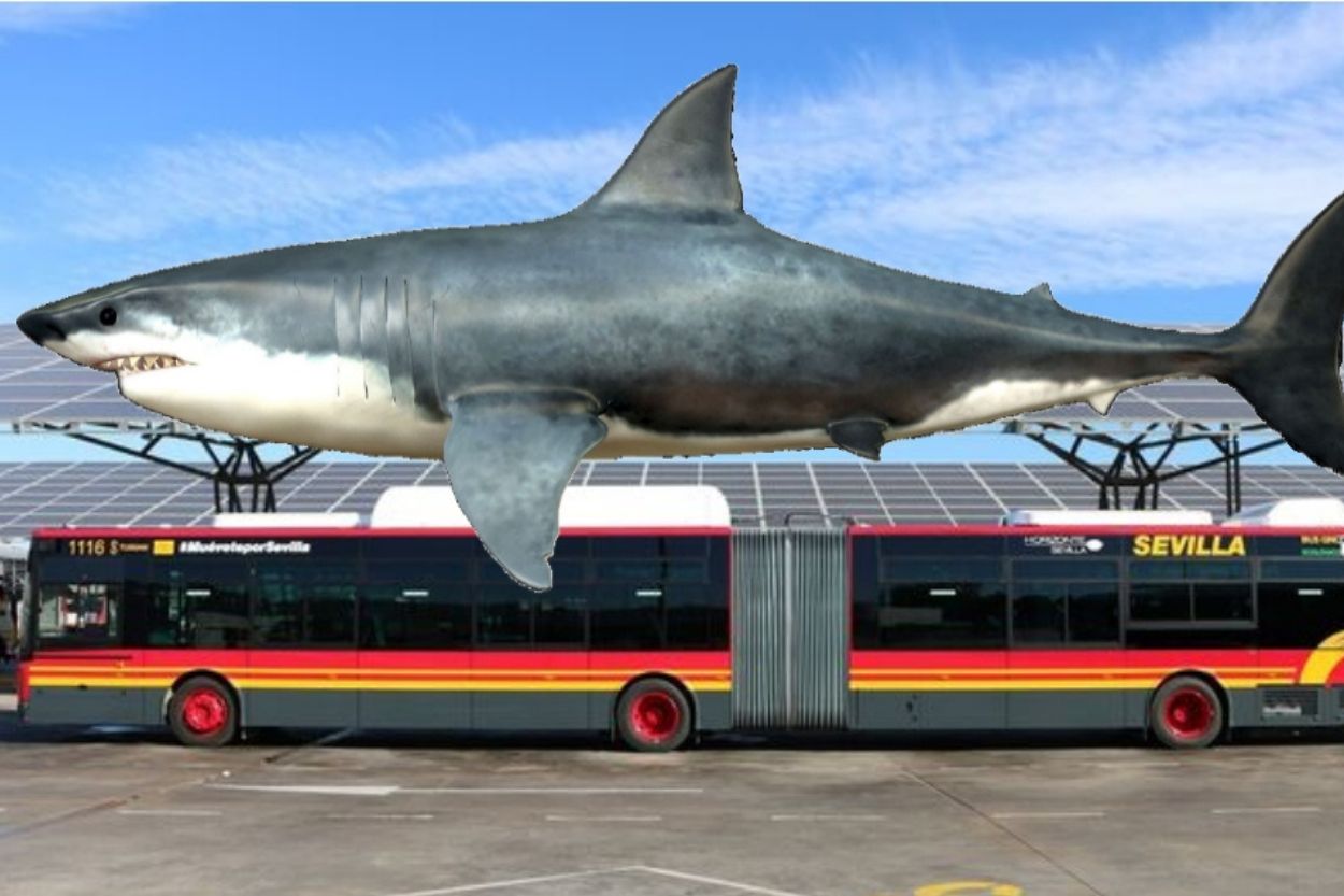 Imagen comparativa de un Megalodon con un autobús. 