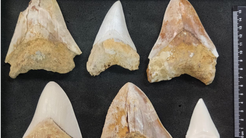Fotografía de los dientes de Megalodon hallados. Fotografía de los dientes de Megalodon hallados.