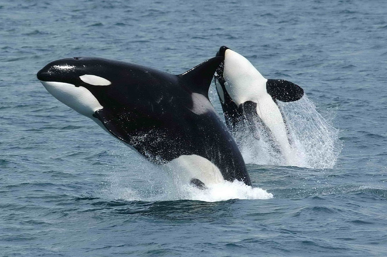 Una pareja de orcas