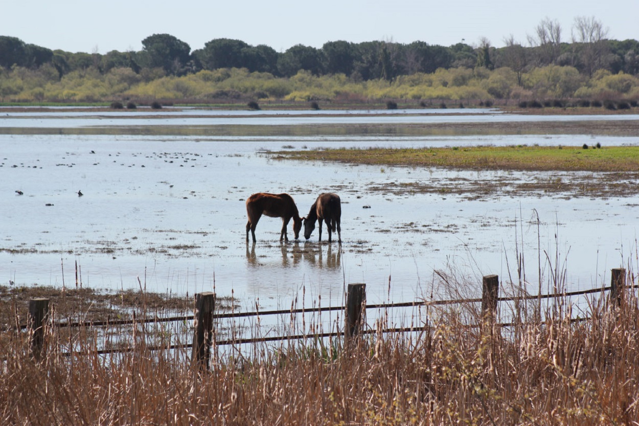 Doñana se aproxima al punto de no retorno. CHG