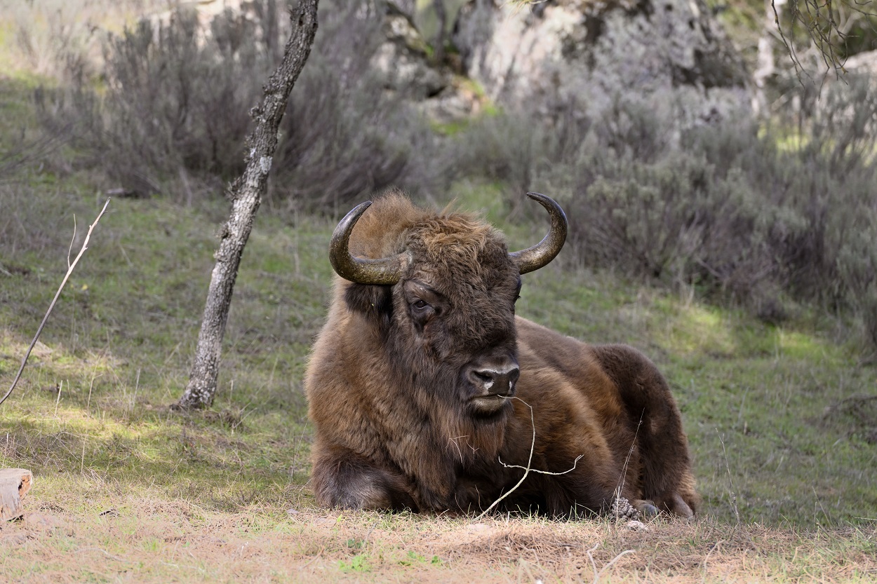 Imagen de recurso de un bisonte. EP.