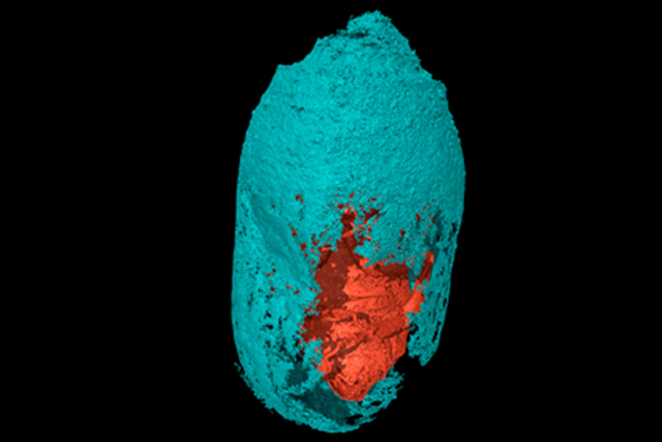 Los capullos producidos hace casi 3.000 años conservan, a modo de sarcófago, los jóvenes adultos de la abeja Eucera que nunca vio la luz. ©Federico Bernardini CIFT