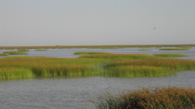 Parque de Doñana. Unesco