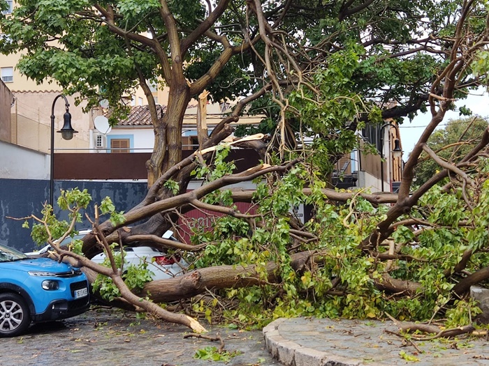 Herido un hombre por la caída de un árbol