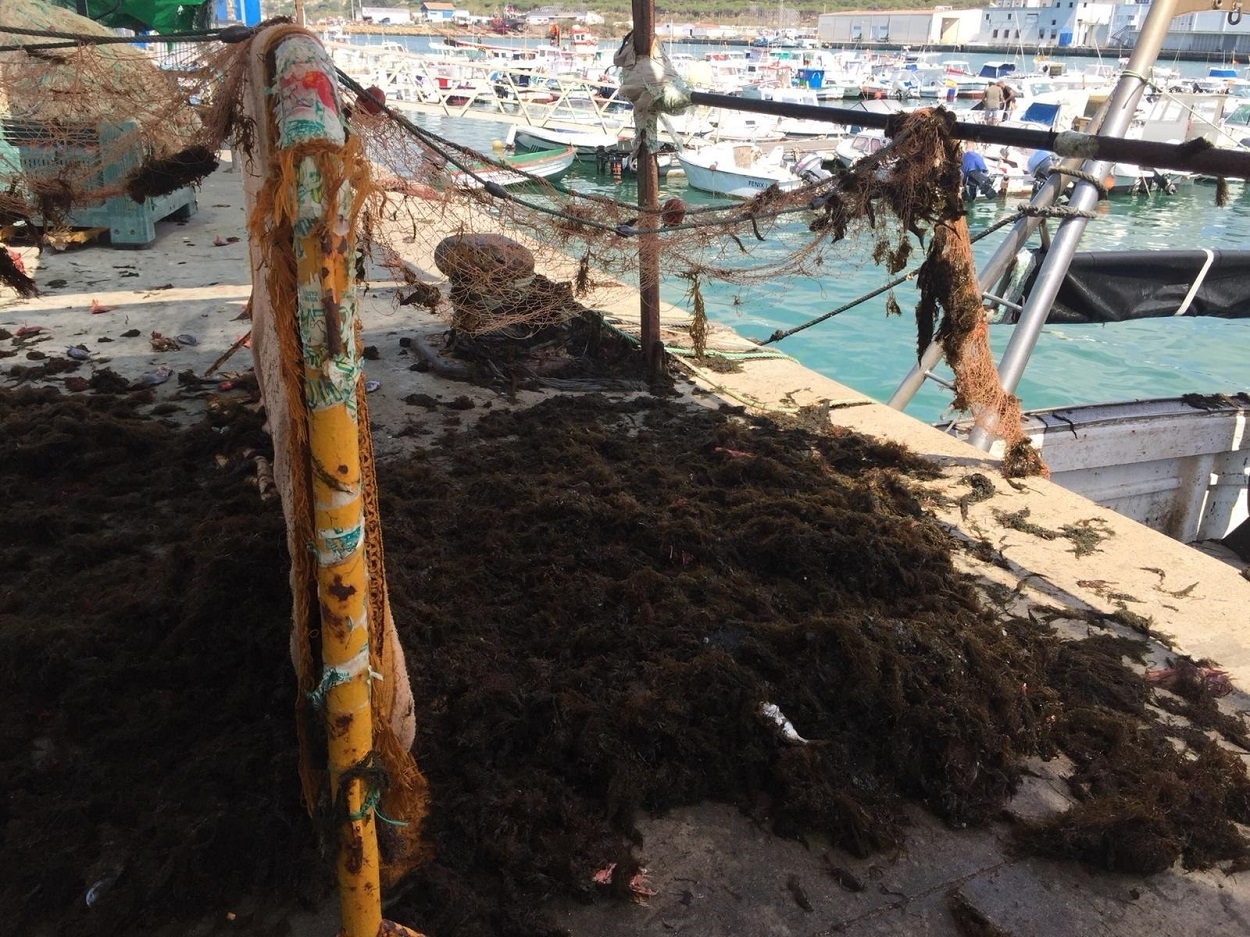 Pescadores de Barbate alertan del problema del alga invasora con pérdidas de más de 500 euros diarios por barco