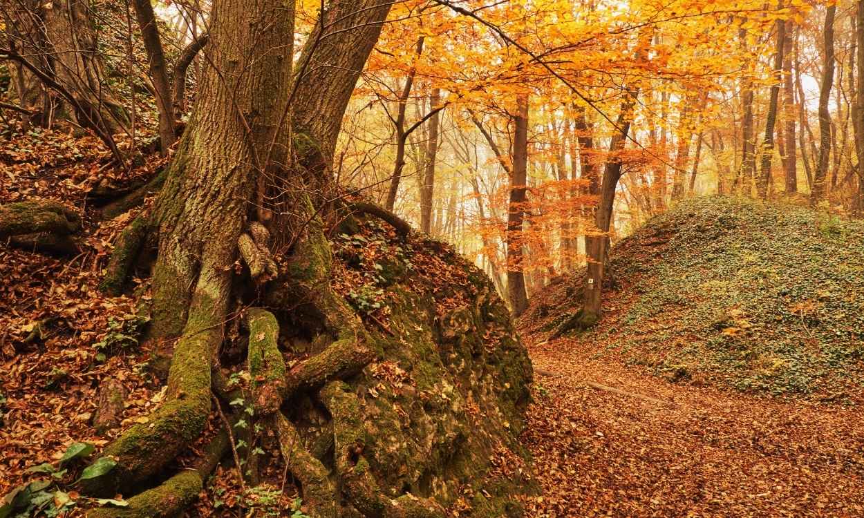 ¿Cuándo empieza el otoño en España en 2023 y qué día acaba?