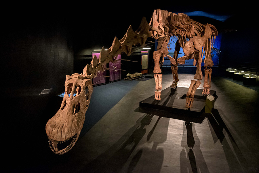 Réplica completa del mayor dinosaurio descubierto hasta el momento, Patagotitan mayorum. © MEF