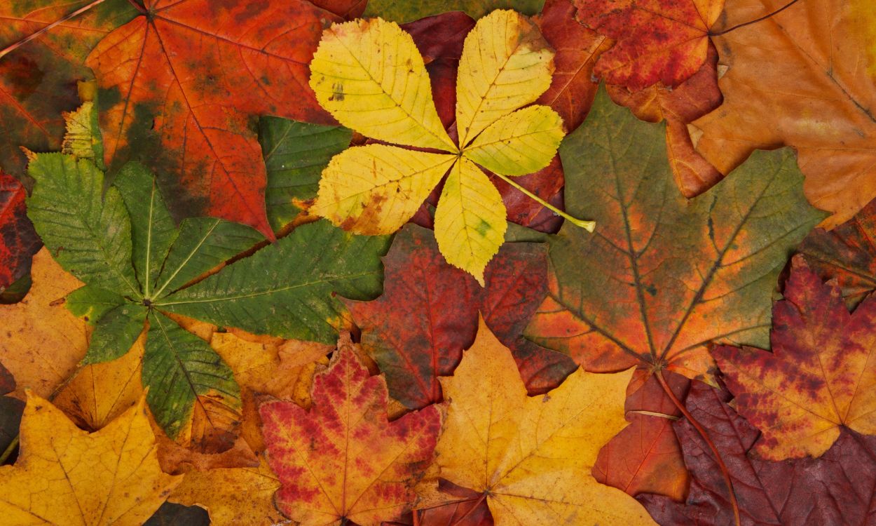 Imagen de archivo de la transición de colores que hacen las hojas caducas durante el otoño