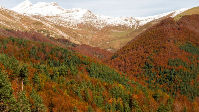 Imagen de la impresionante Selva de Irati ubicada en la provincia de Navarra. Canva
