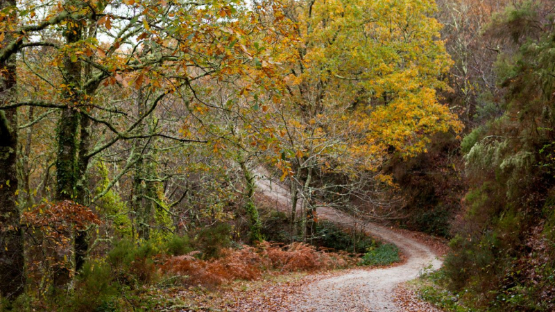 Imagen de una ruta del Parque Natural de las Fragas do Eume ubicado en Galicia. Canva