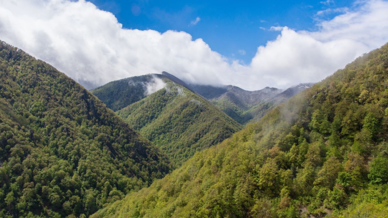 Vista panorámica del  Bosque de Muniellos que se encuentra en el Principado de Asturias. Canva