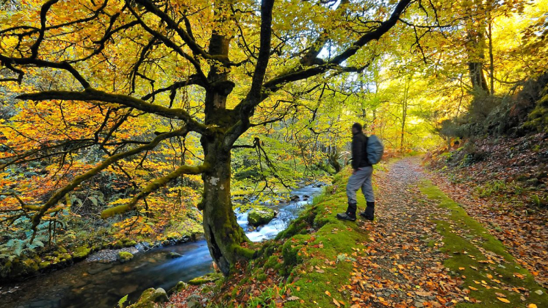 Fotografía de una ruta del Bosque de Muniellos ubicado en el Principado de Asturias. Canva