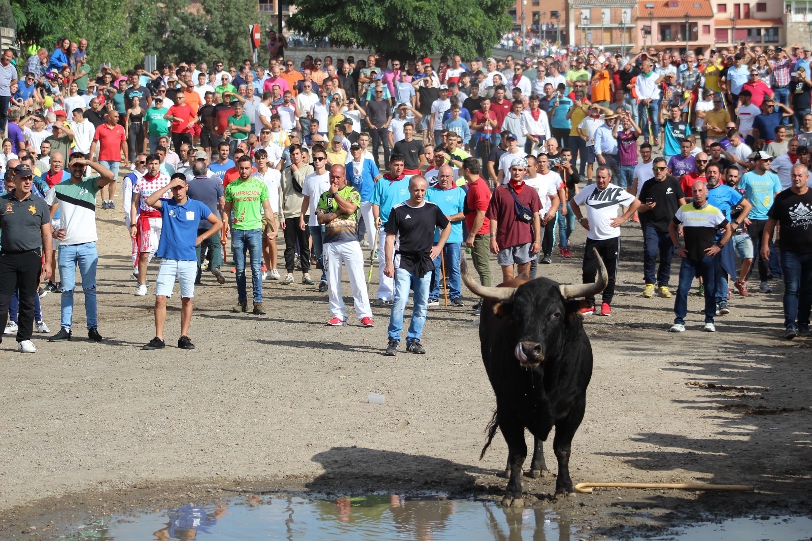 El Toro de la Vega protagoniza un peligroso encierro al romper una talanquera y cornear gravemente a un joven. Ayuntamiento de Tordesillas.