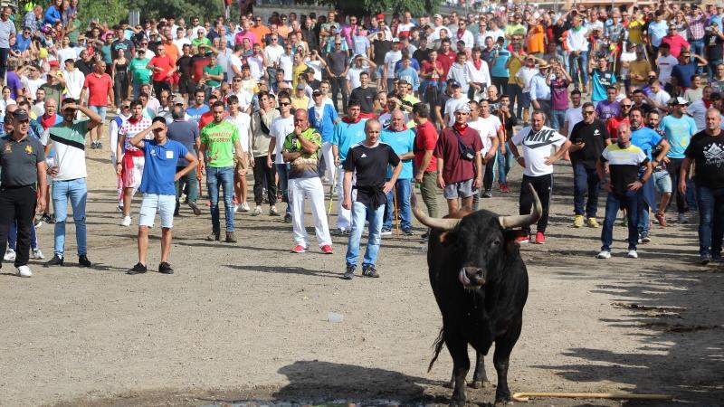 El Toro de la Vega protagoniza un peligroso encierro al romper una talanquera y cornear gravemente a un joven. Ayuntamiento de Tordesillas.