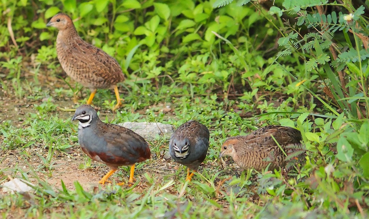 La Fiscalía denuncia a empresas por soltar ilegalmente aves invasoras