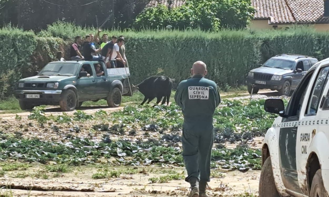 La historia de amor de la vaquilla y el cocodrilo del Pisuerga