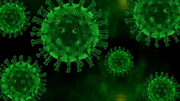 Common Cold Coronaviruses: A Potential Vaccine Against COVID-19?