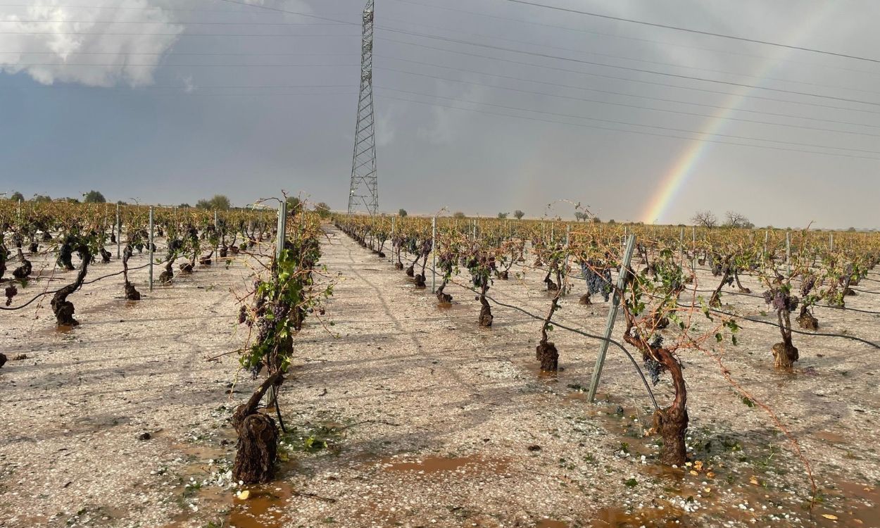 Un viñedo afectado por el granizo en San Clemente (Cuenca). EP.