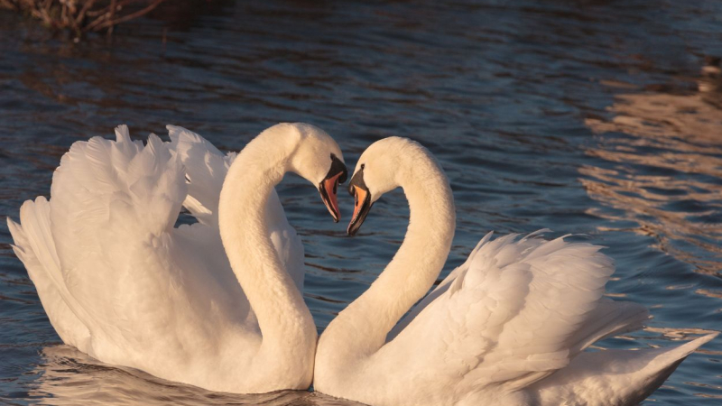 Refranes sobre el amor romántico. Canva