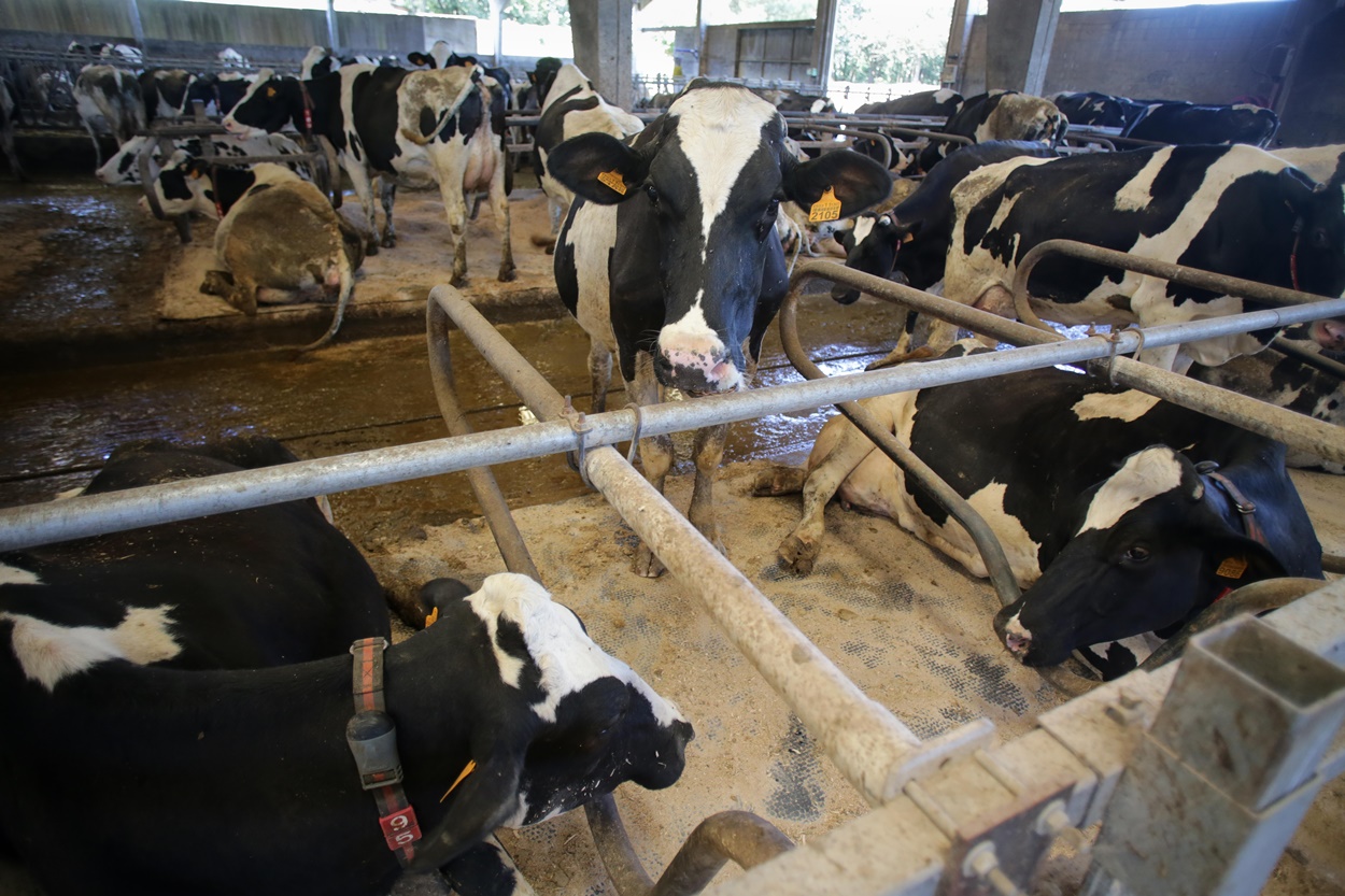 Desde la Consellería do Medio Rural han lanzado un comunicado tranquilizando sobre estos casos (Foto: Europa Press/Archivo).